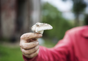 Mushroom Nutritional Info, Health Benefits, Recipes & More | A.Vogel ...